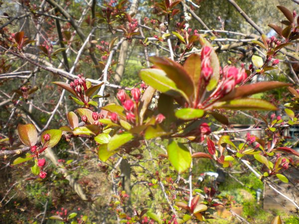 crabapple