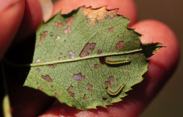 17roseslug-bristly-dam3a